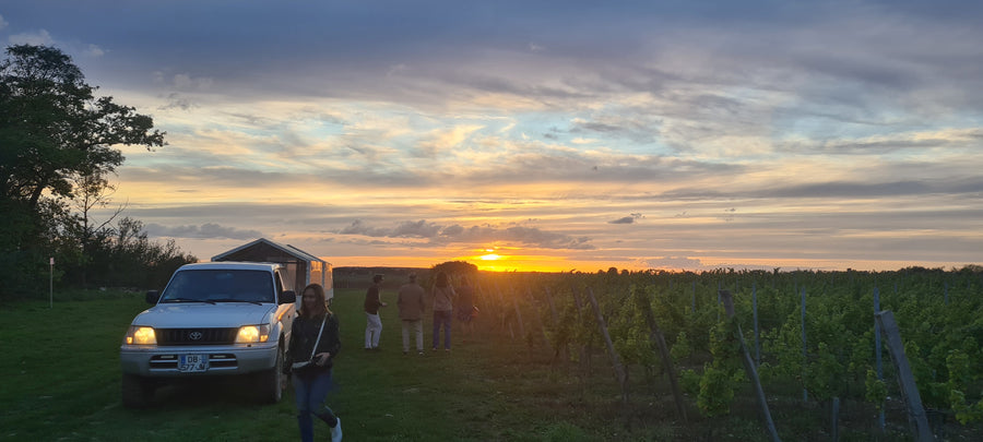 Visite Vignoble - Cuverie et Dégustation à la Bouche du Roi - 11 octobre